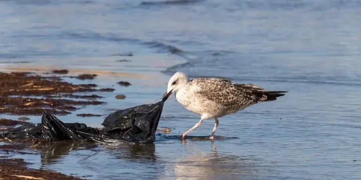 PASSAGE 16: The Dangers of Plastic Bags
